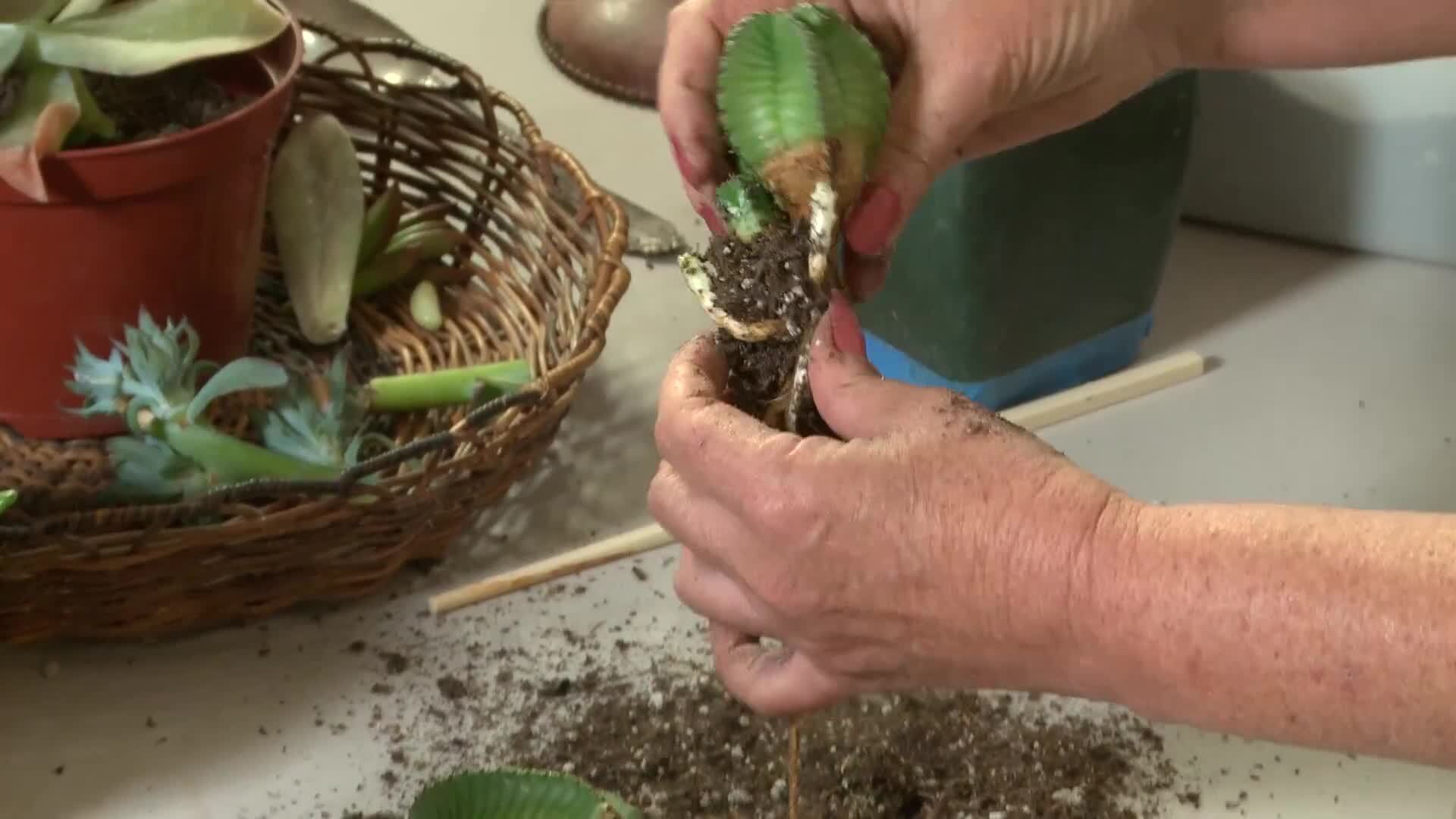 Succulent Starter Information