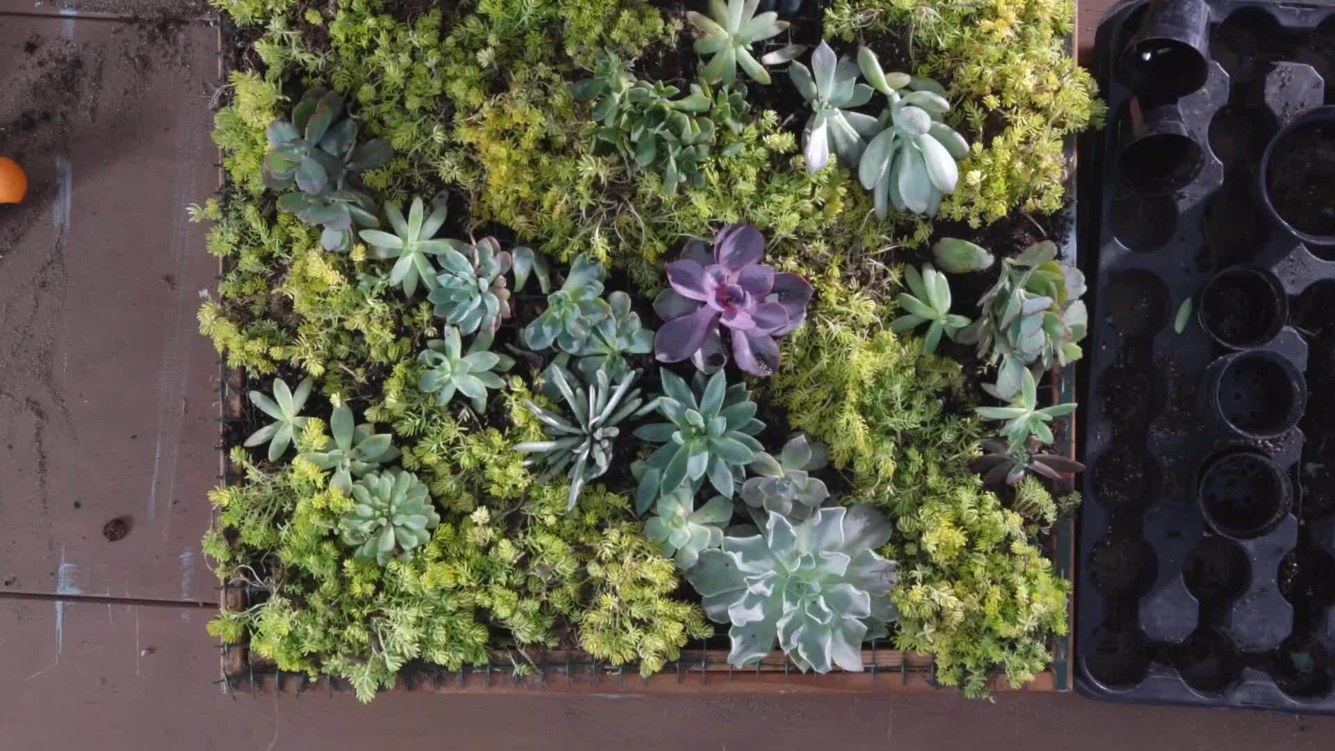Succulent Living Wall