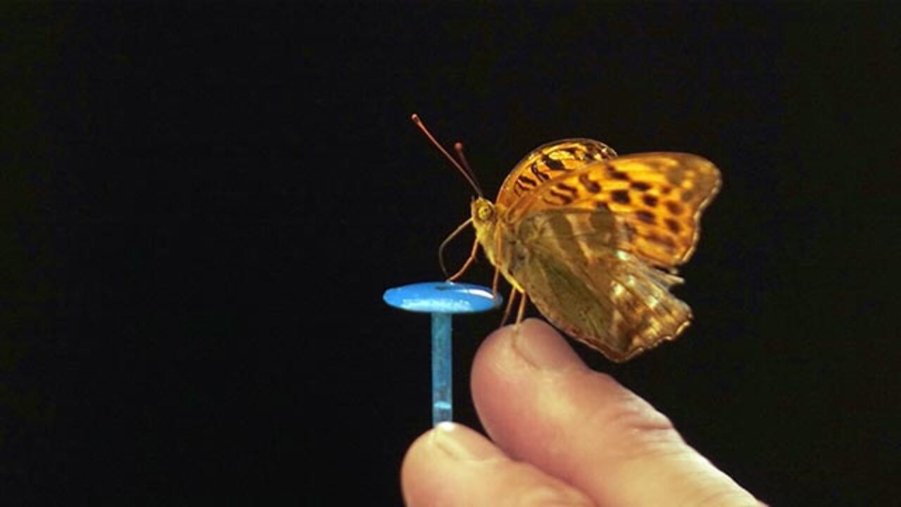 Balsa wood butterfly -  Italia