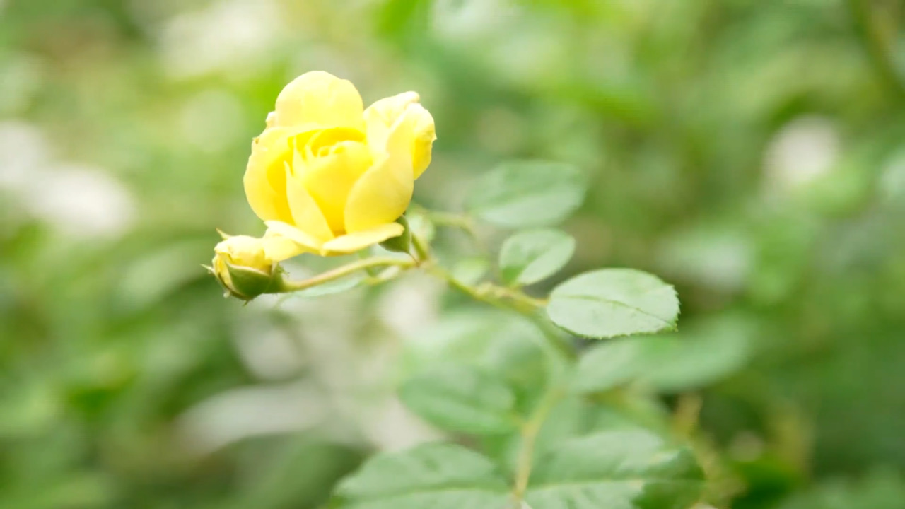 Rózsák és hortenziák