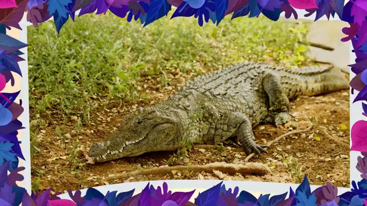 A krokodil és a dínó rokonsága