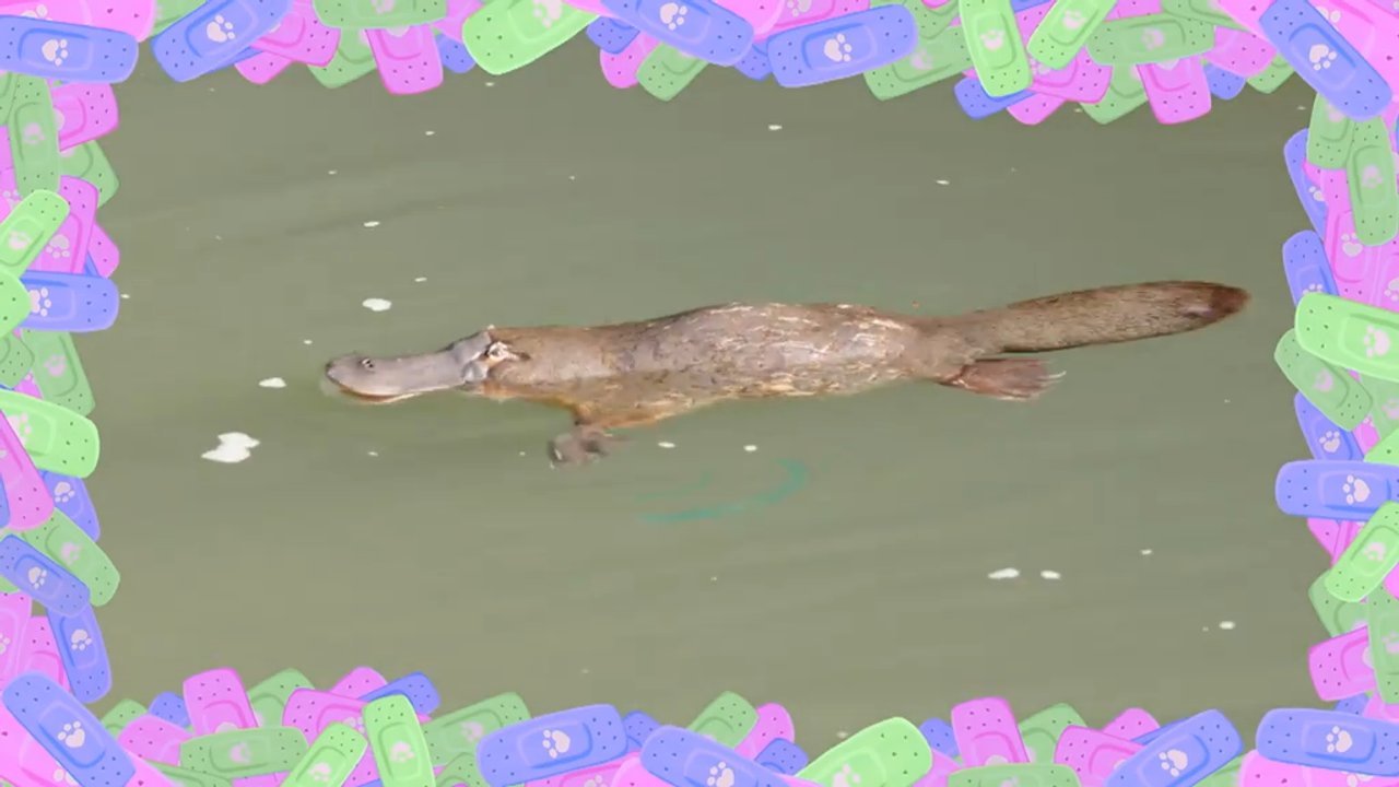 Mi a kacsacsőrű emlős?