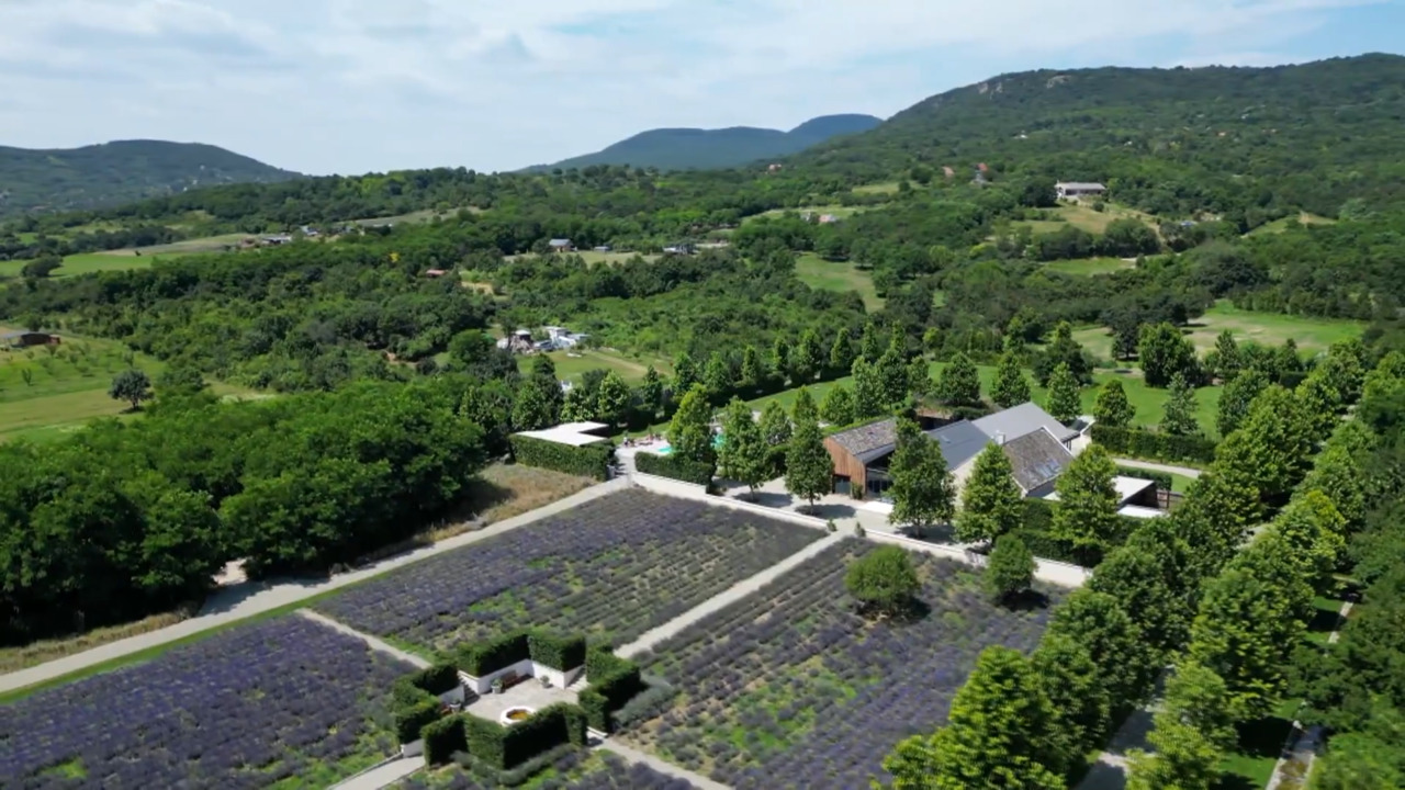 A szentendrei levendula farm