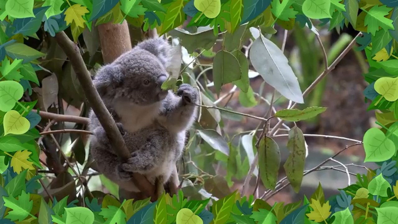 A koala nem medve!