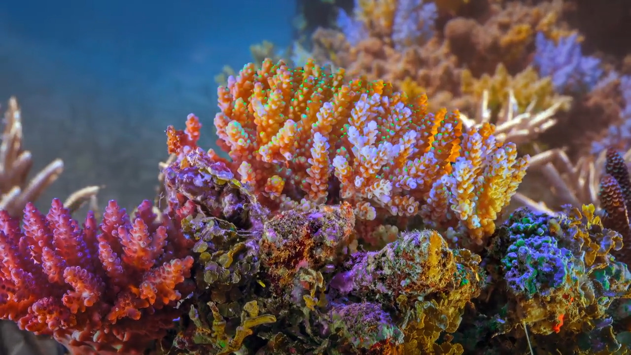 Changes in the Coral Reef