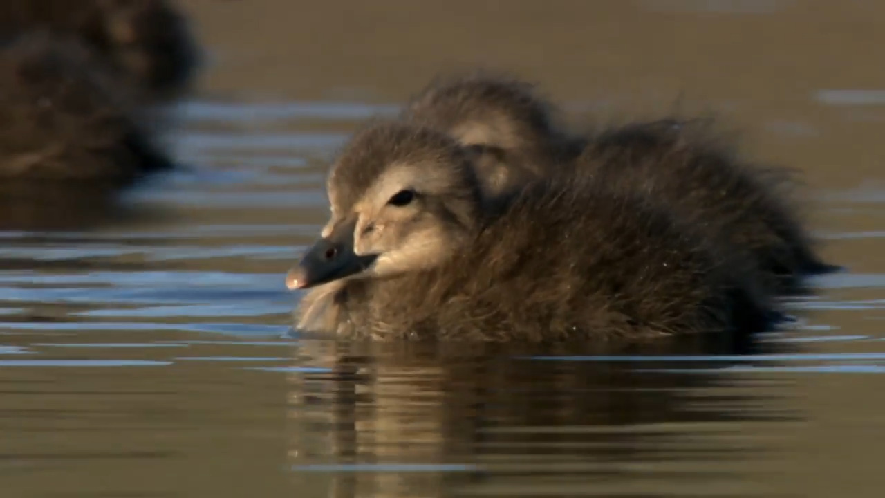 Strategic Survival: Chicks and Ducklings