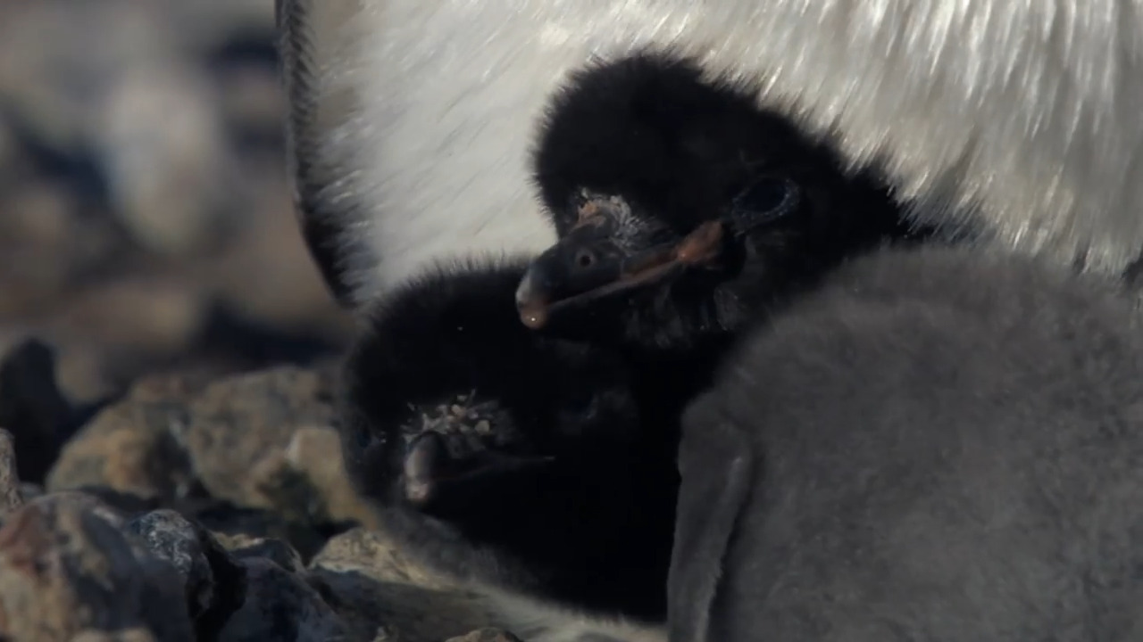 Adélie Penguin Chicks at the Bottom of the World