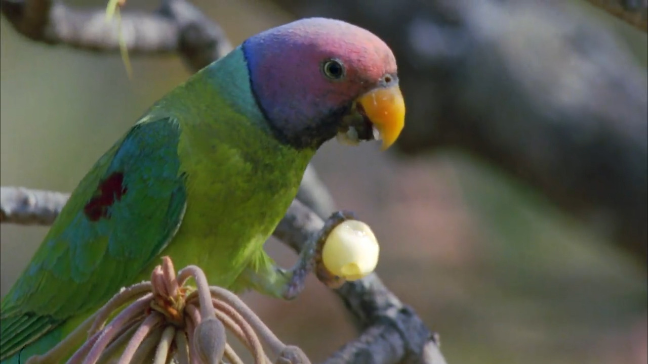 Inside India’s Teak Forests