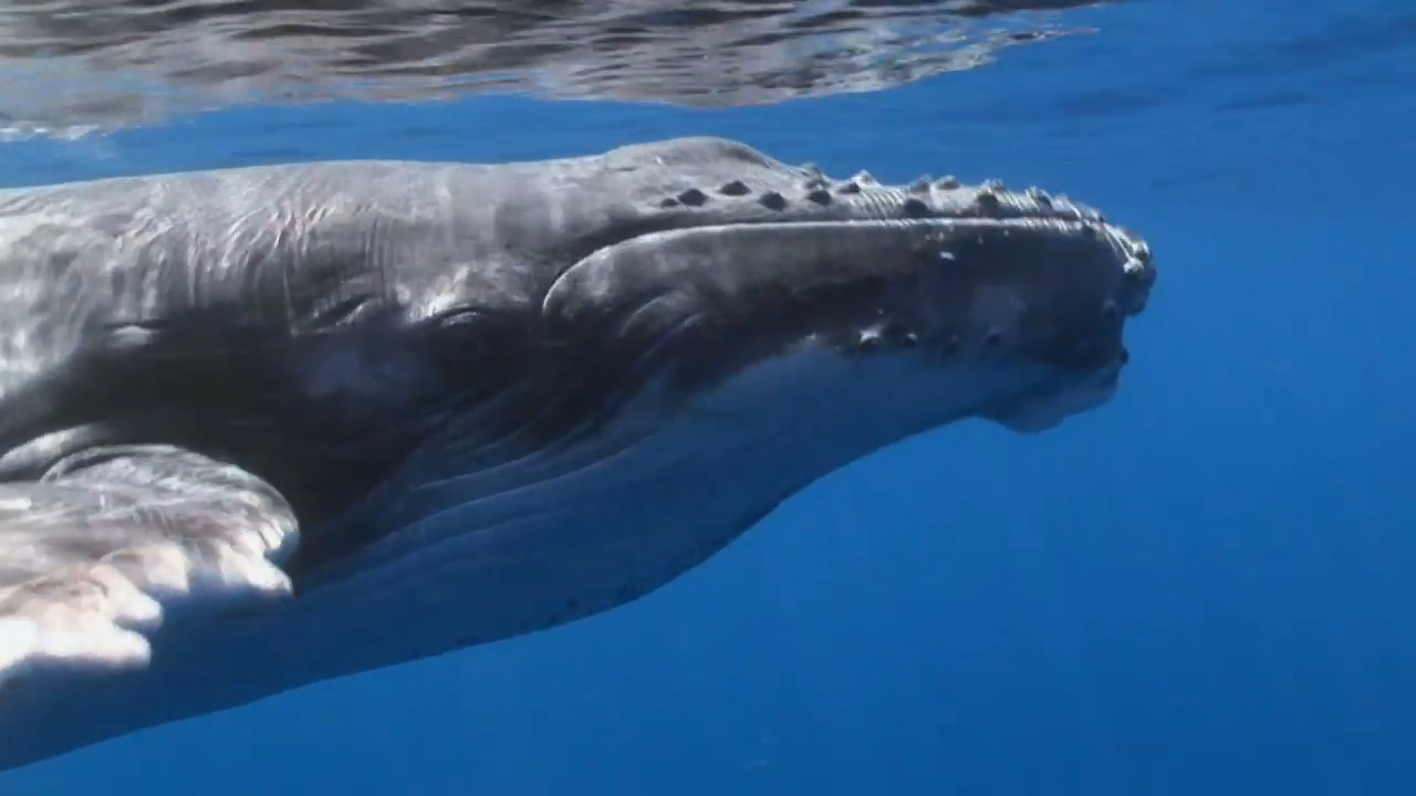 Humpback Whales: Shallow Sea Nursery