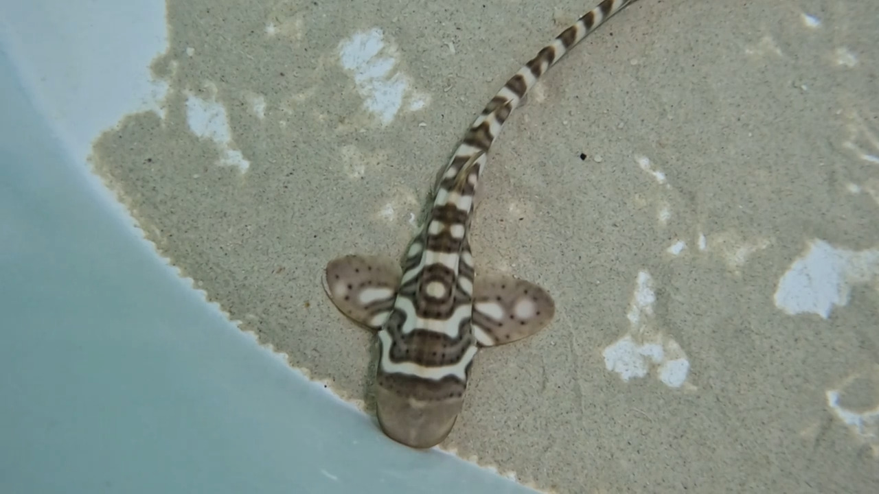 Resharking the Oceans: A Game Plan for Saving Sharks