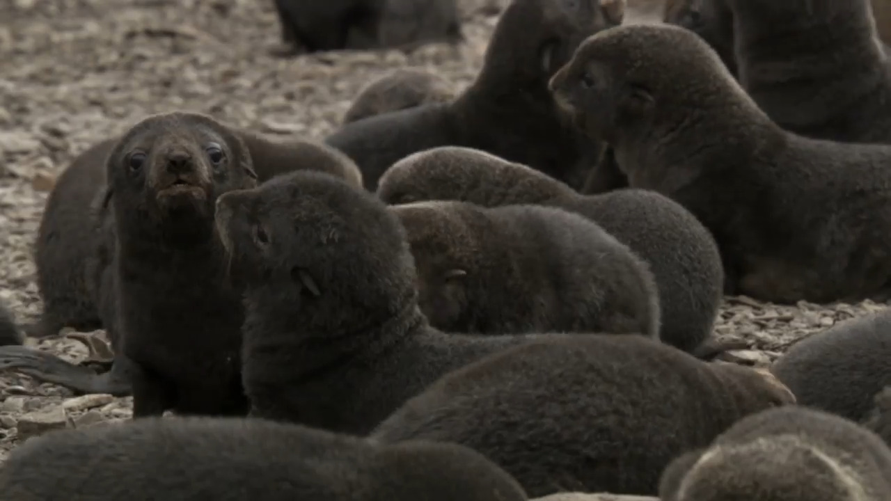Seal Pups: Growing Up 