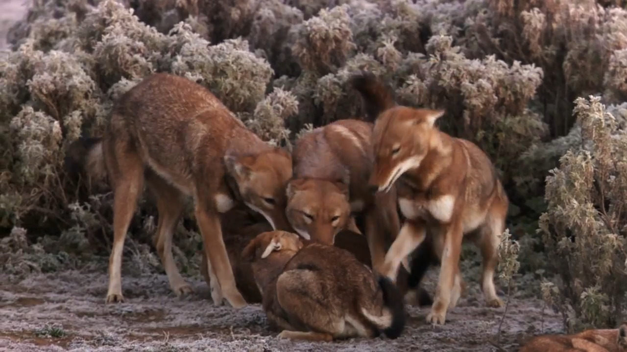 Ethiopian Wolves’ Hunting Strategy