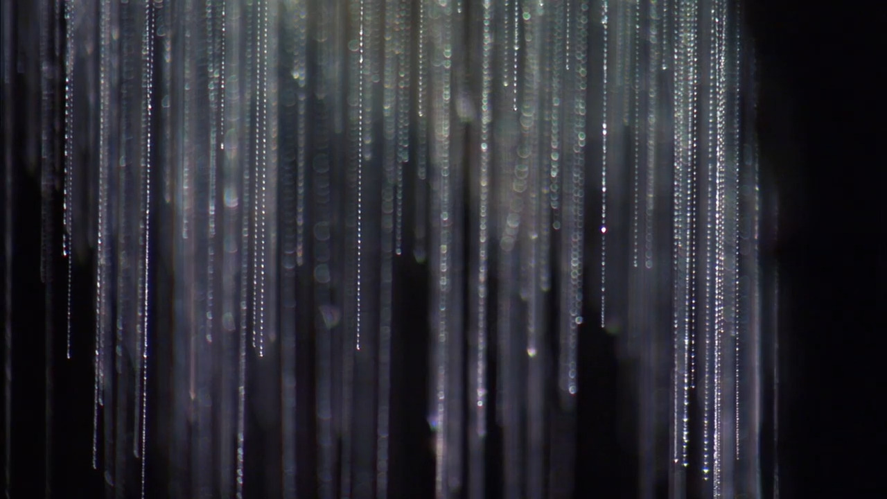 Cave Glow Worms and Their Hunting Techniques