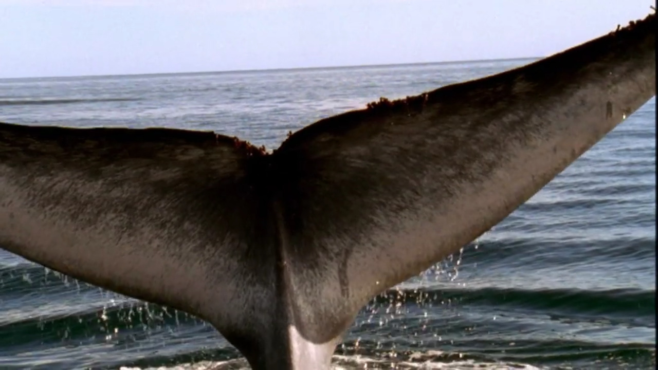 The Blue Whale: The Biggest Animal That Has Ever Lived