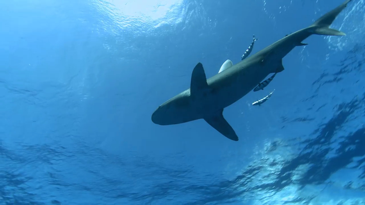 The Ocean Hunters: Patient Predators