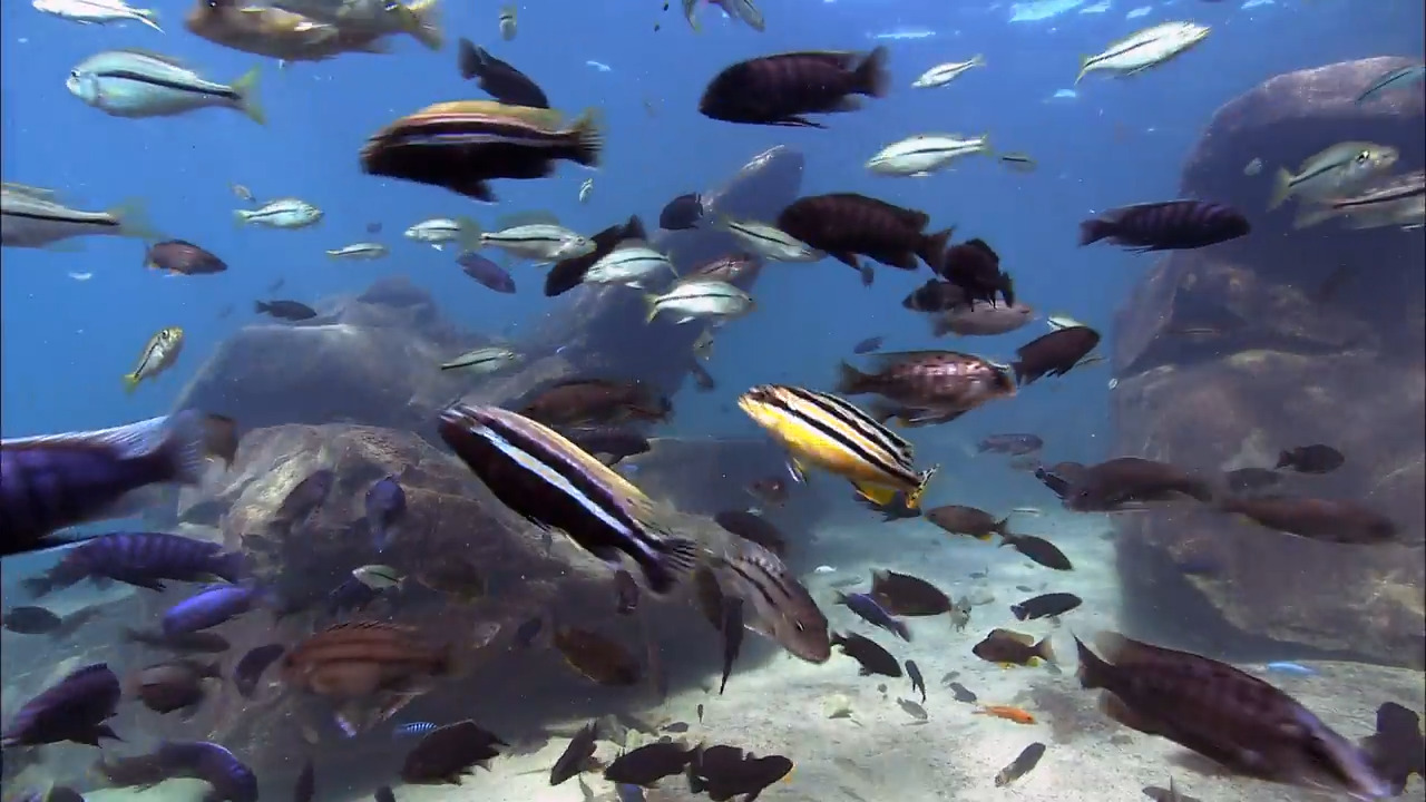 Cichlids in Lake Malawi