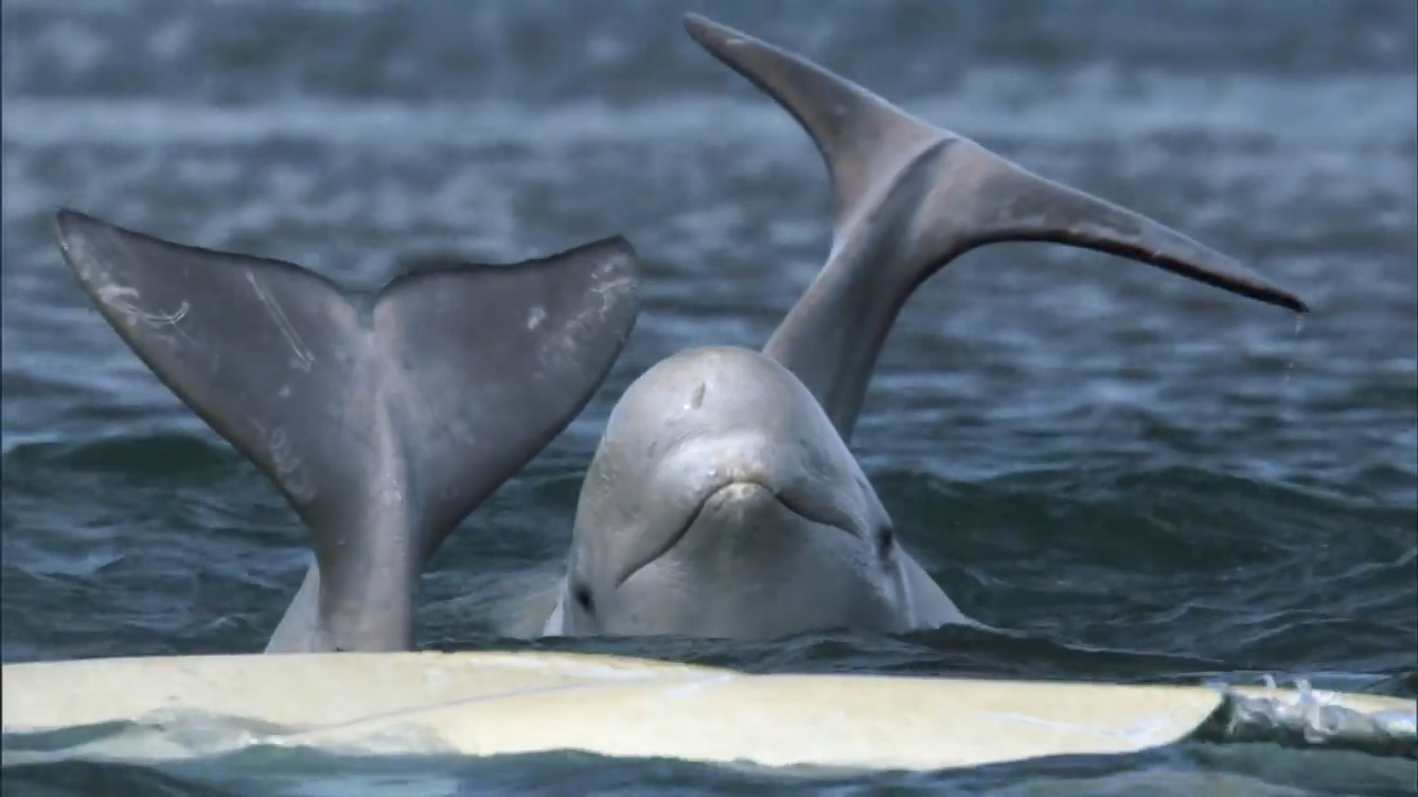 A Secluded Beluga Whale Estuary 