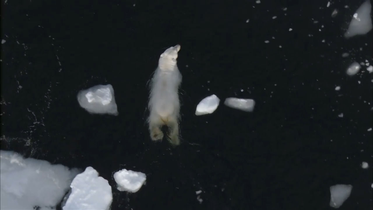 Polar Bears Forced to Adapt to the Vanishing Ice