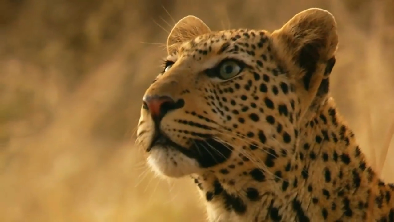 Safari Babies: Growing Up