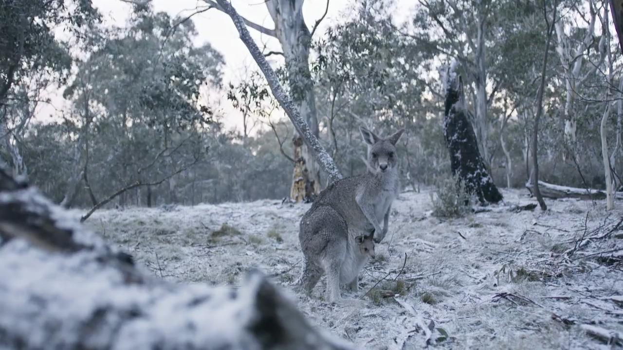 Wombats and Kangaroos: Surviving in the Snow
