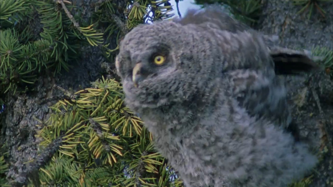 Great Grey Owls Learn to Fly