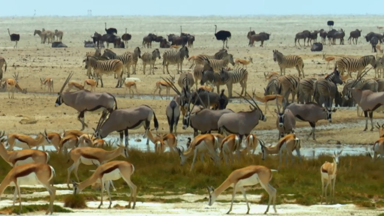 Young Animals in the Desert: Finding Food and Water