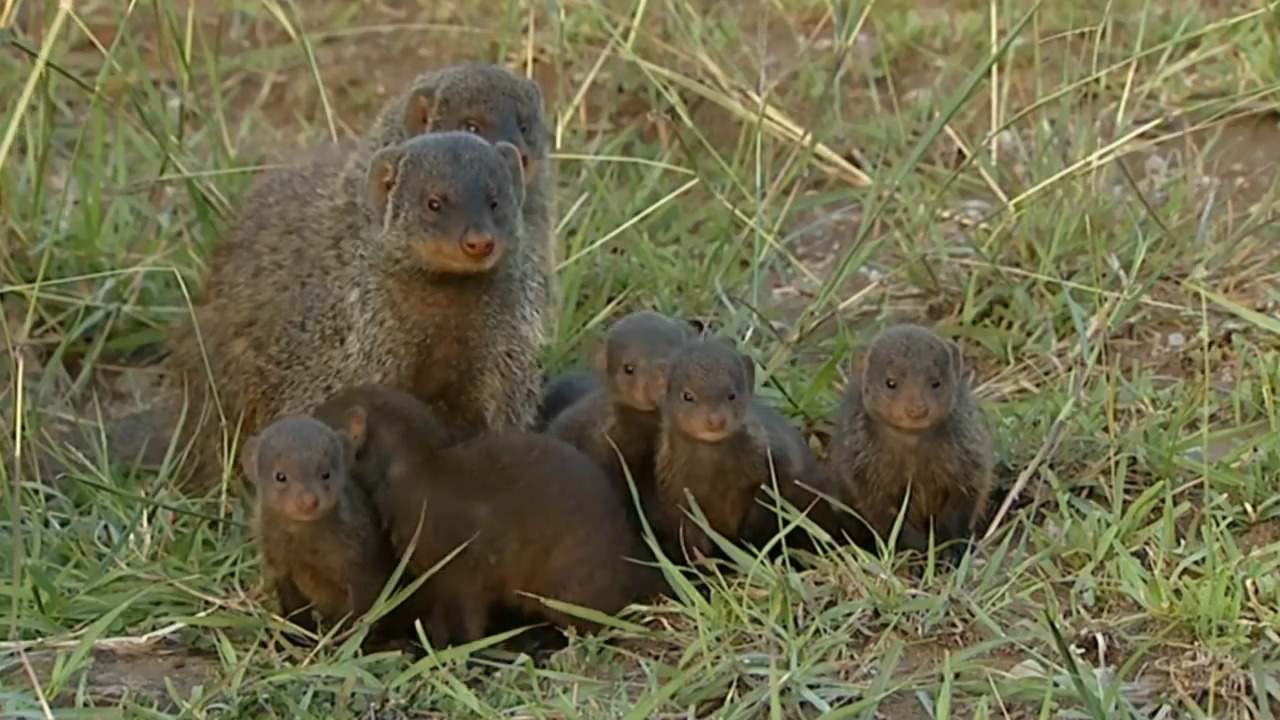 Mother's Milk: Elephants and Banded Mongoose