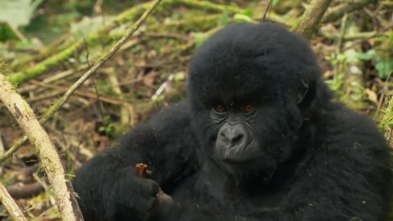 Jungle Snuggles: Learning New Skills