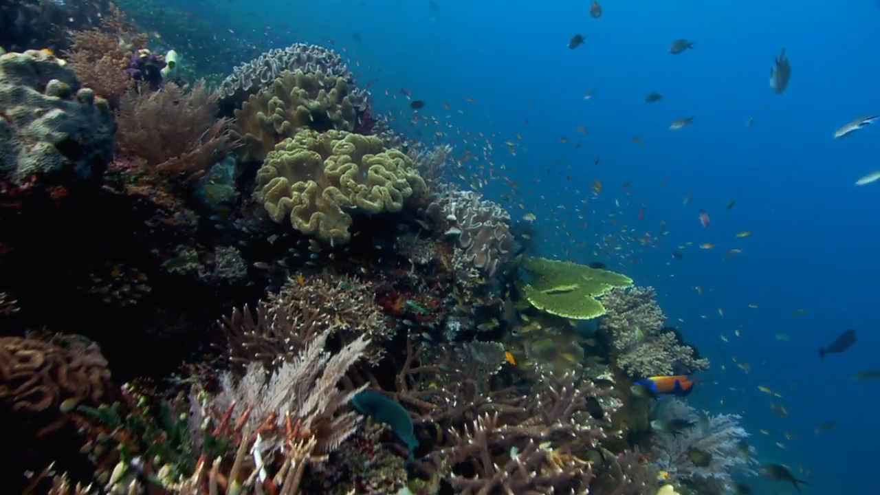 Coral Reefs: Underwater Masterpiece