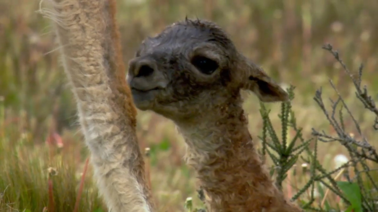 Learning to Walk: Guanaco Calves