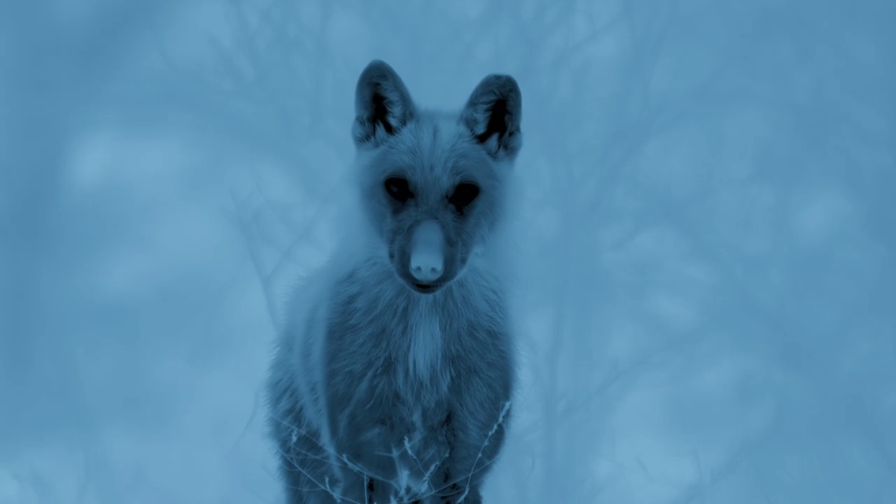 Wolves Prowling in the Alps
