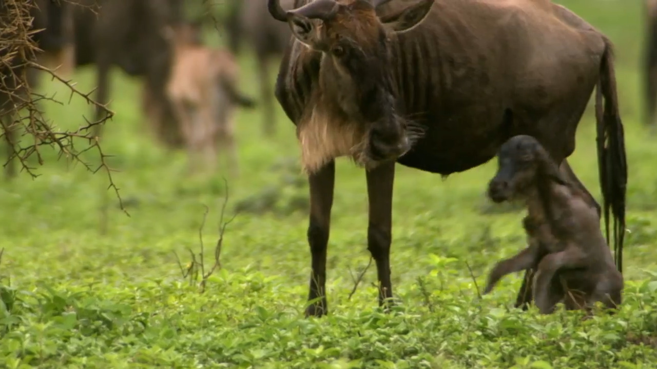 Baby's First Steps: Wildebeest