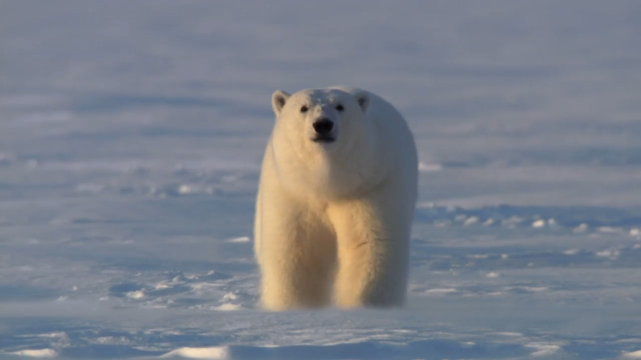 A Polar Bear in Search of a Mate