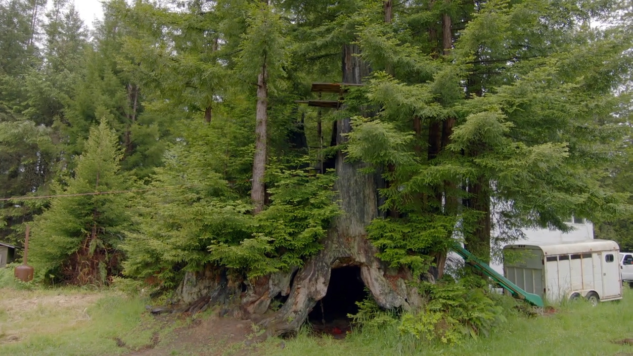Fighting Climate Change With Redwoods