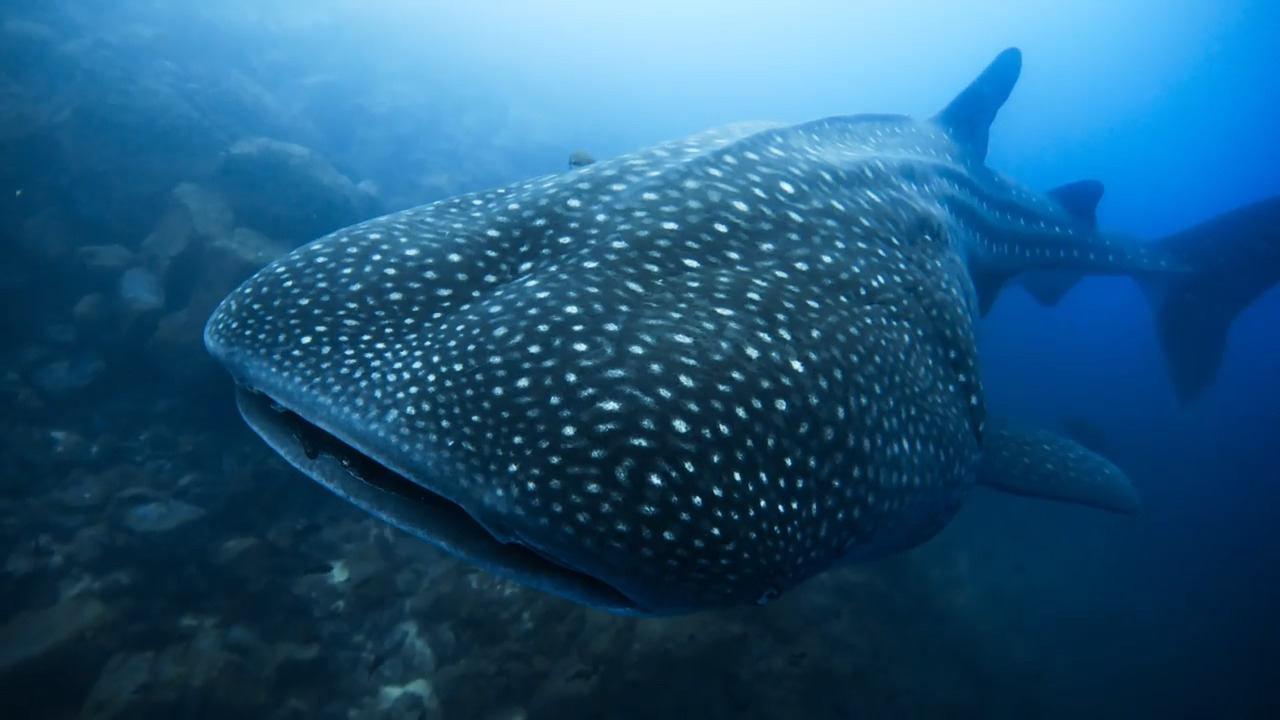 The Lonely Whale Shark's Journey