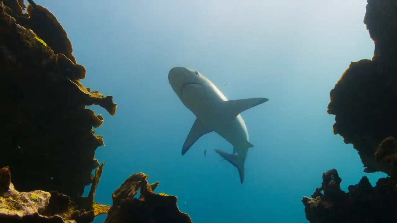 Sharks: Hunting Techniques on the Coral Reef