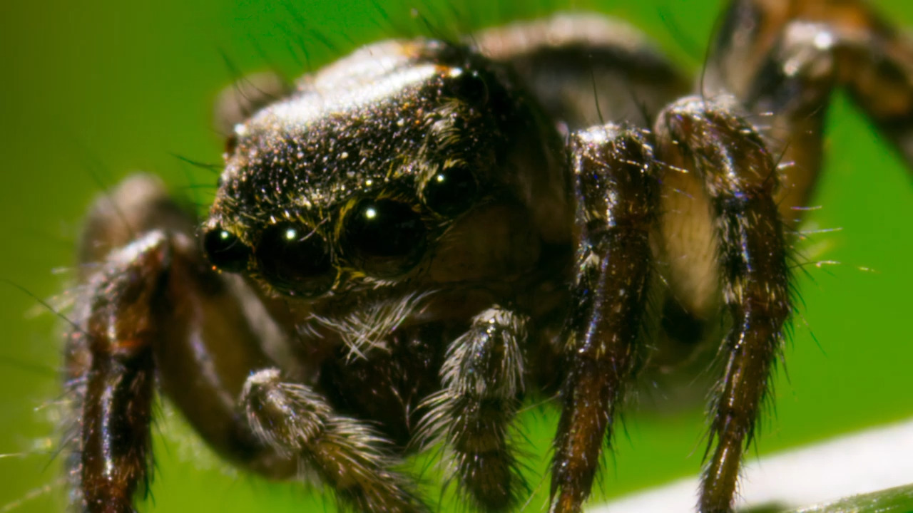 Meet the Jotus Jumping Spider