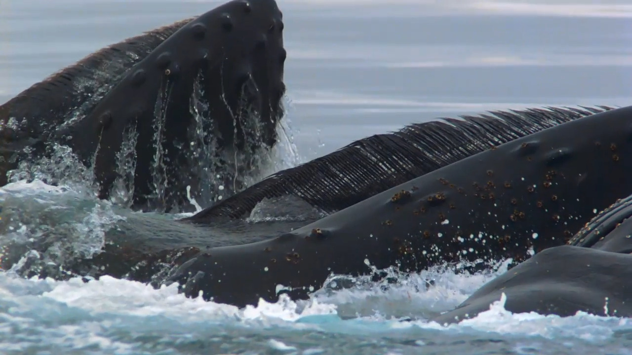 Ocean Giants: Whales in Antarctica