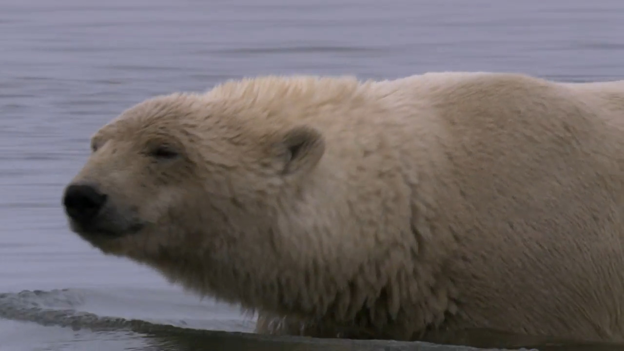 A Polar Bear Family’s Struggle