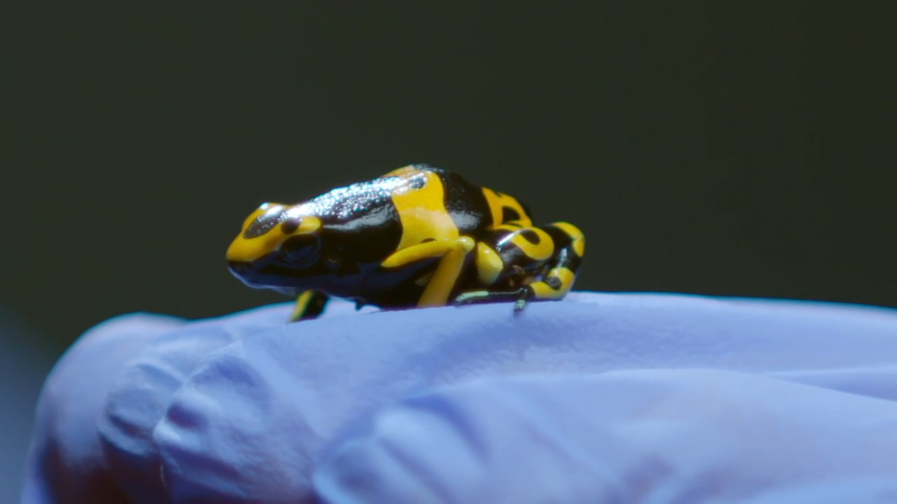 What Makes Poison Dart Frogs Toxic?