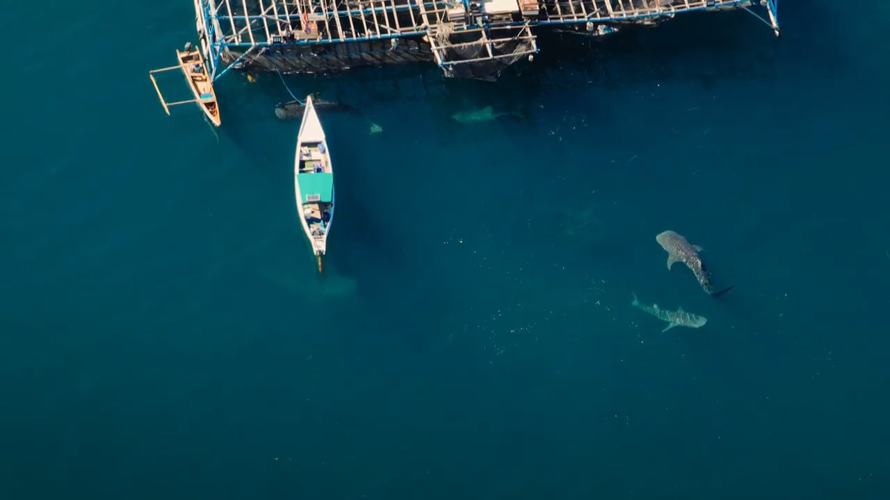 The Majestic Whale Shark: A Deep-Sea Adventure