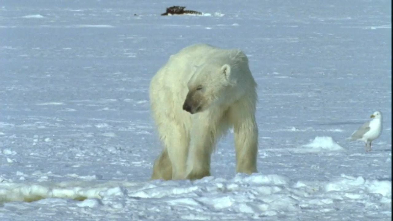 Beluga Whales: Entrapped in Ice 