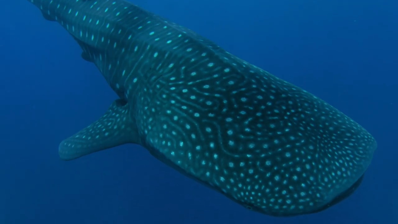 Whale Sharks: Protector and Predator 