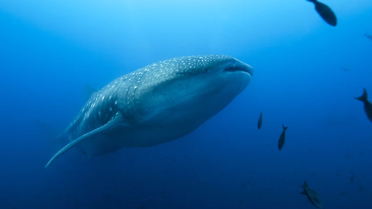 Saving the Whale Shark, the World's Largest Fish