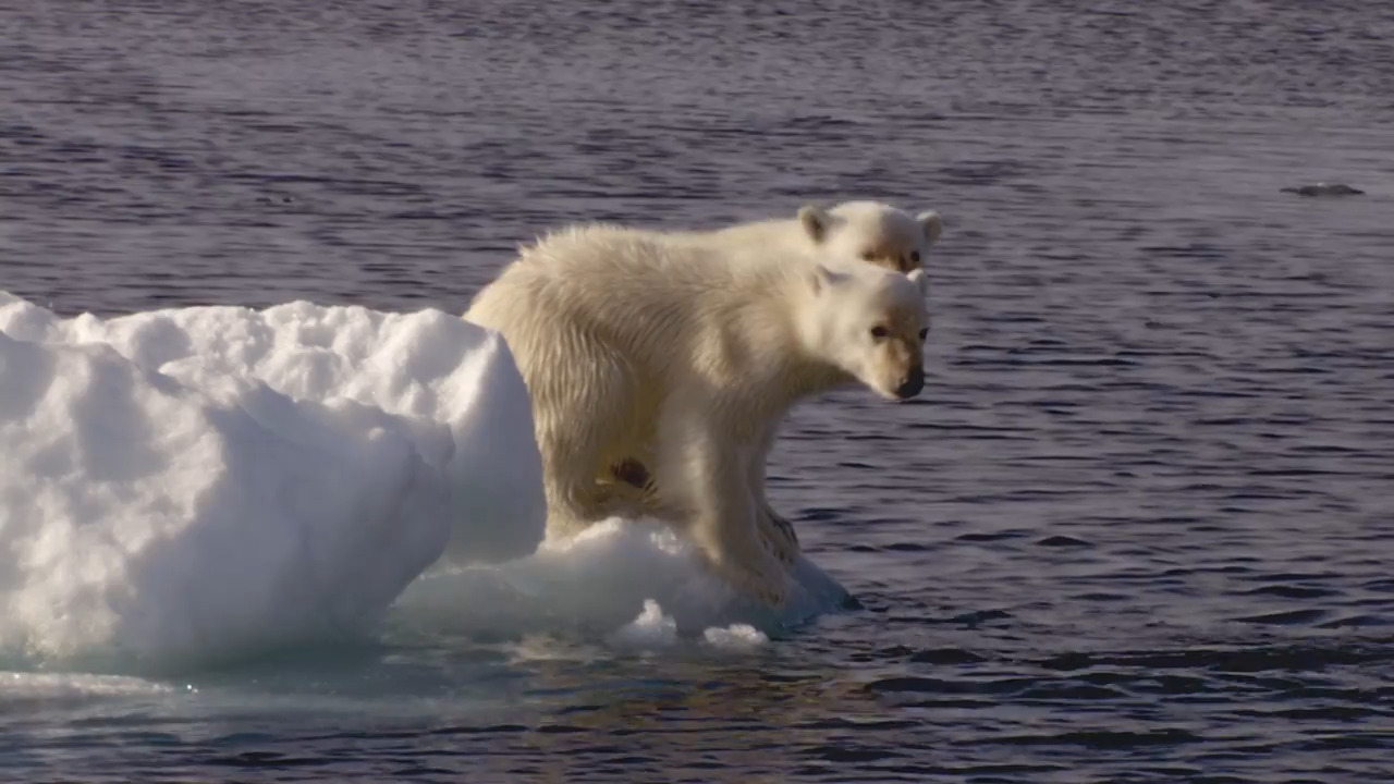 A Polar Bear Cub’s First Summer 