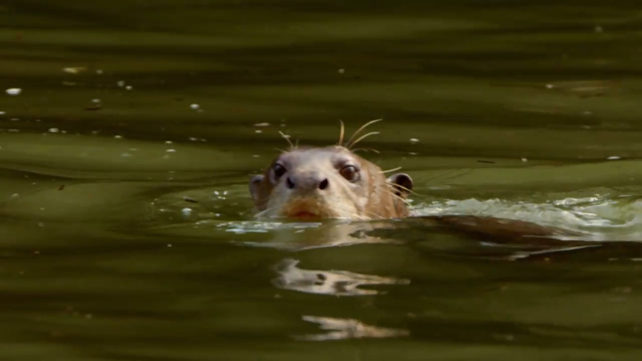 Learning to Swim: Otter Pups