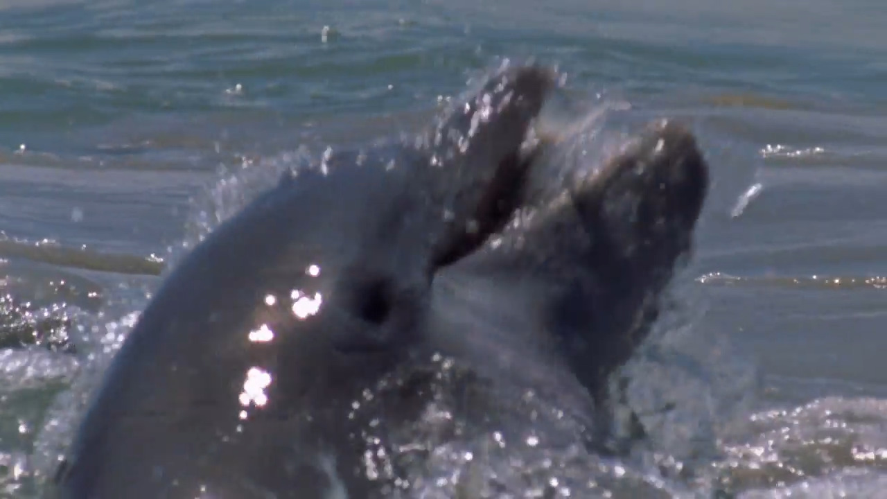 How Dolphins in Florida Bay Hunt Together