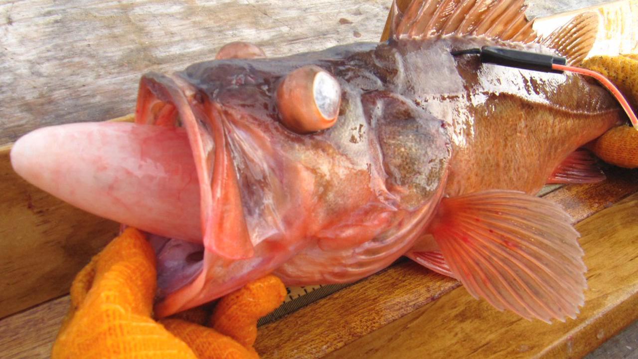 Shelton Fish Descender Release Device for Fish with Barotrauma