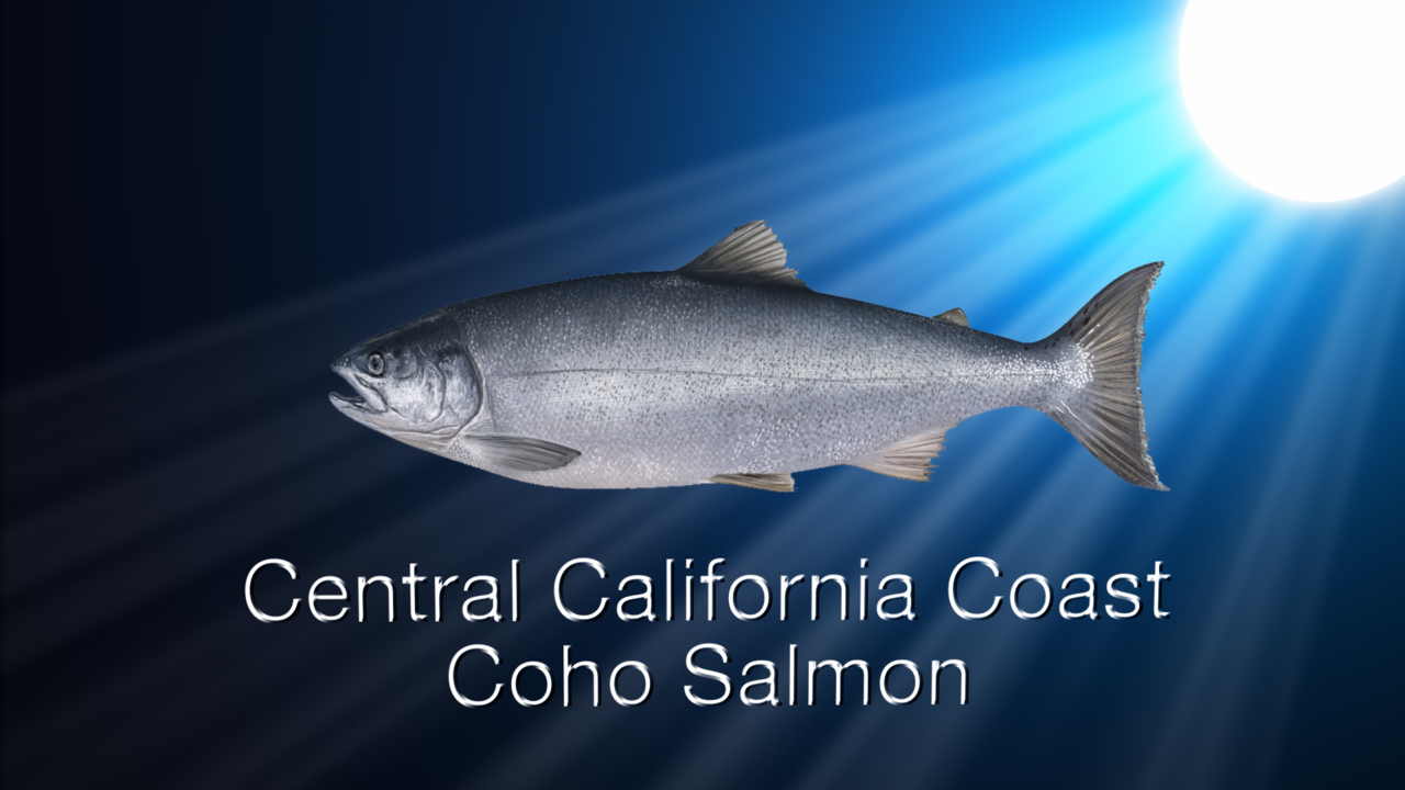Coho Salmon (Protected)
