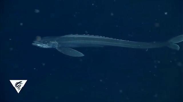 11 Strange But True Facts About Lancetfish